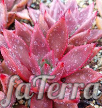 Эхеверия Таурус фото - растение каменная роза