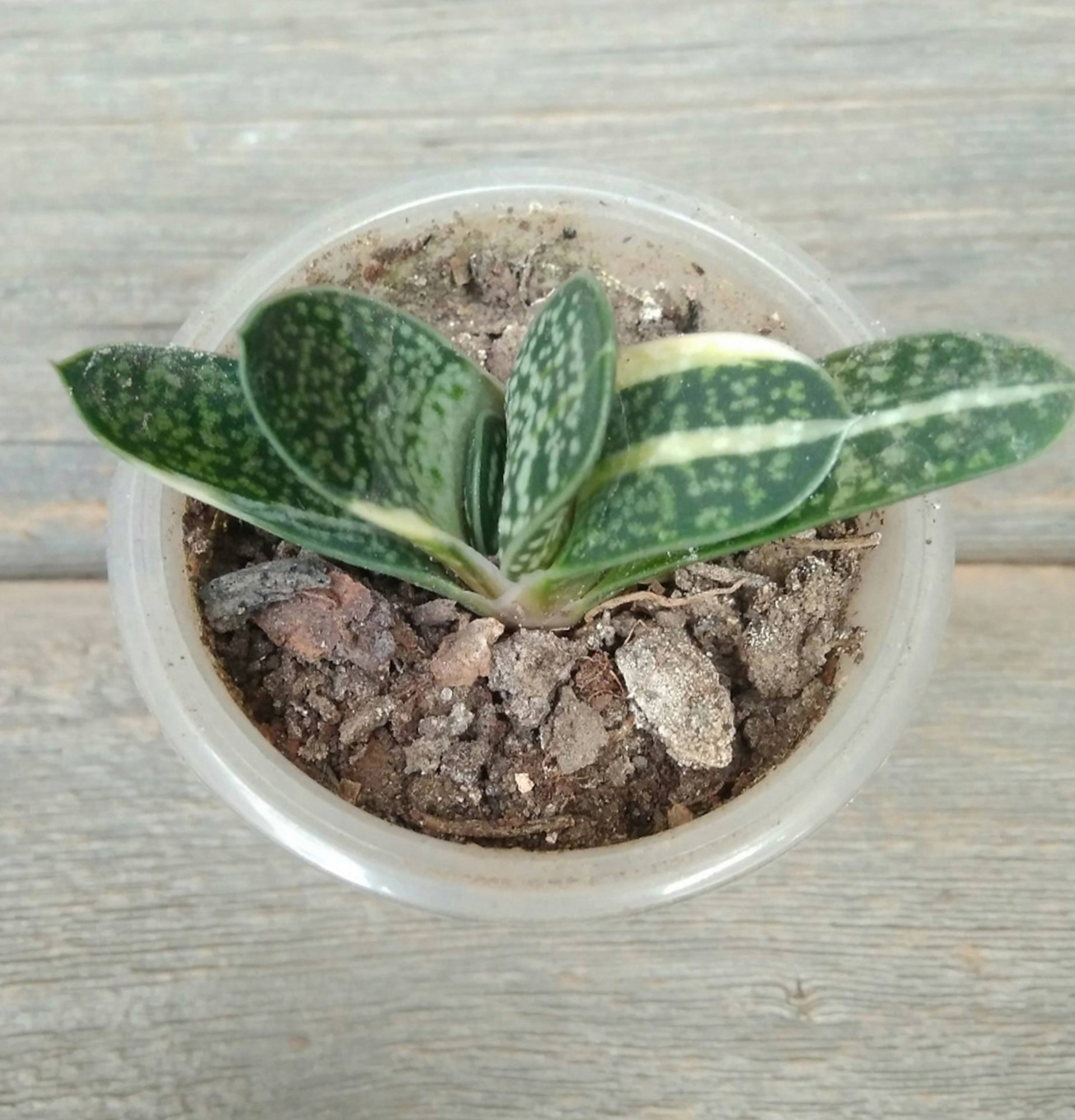 Гастерия пятнистая фото - (Gasteria maculata)