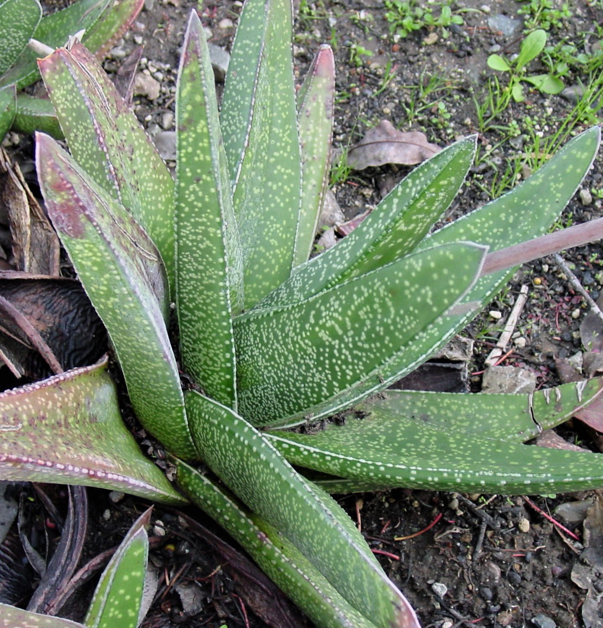 Гастерія шаблеподібна фото - (Gasteria acinacifolia)