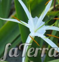 Гименокаллис широколистный (Hymenocallis latifolia)