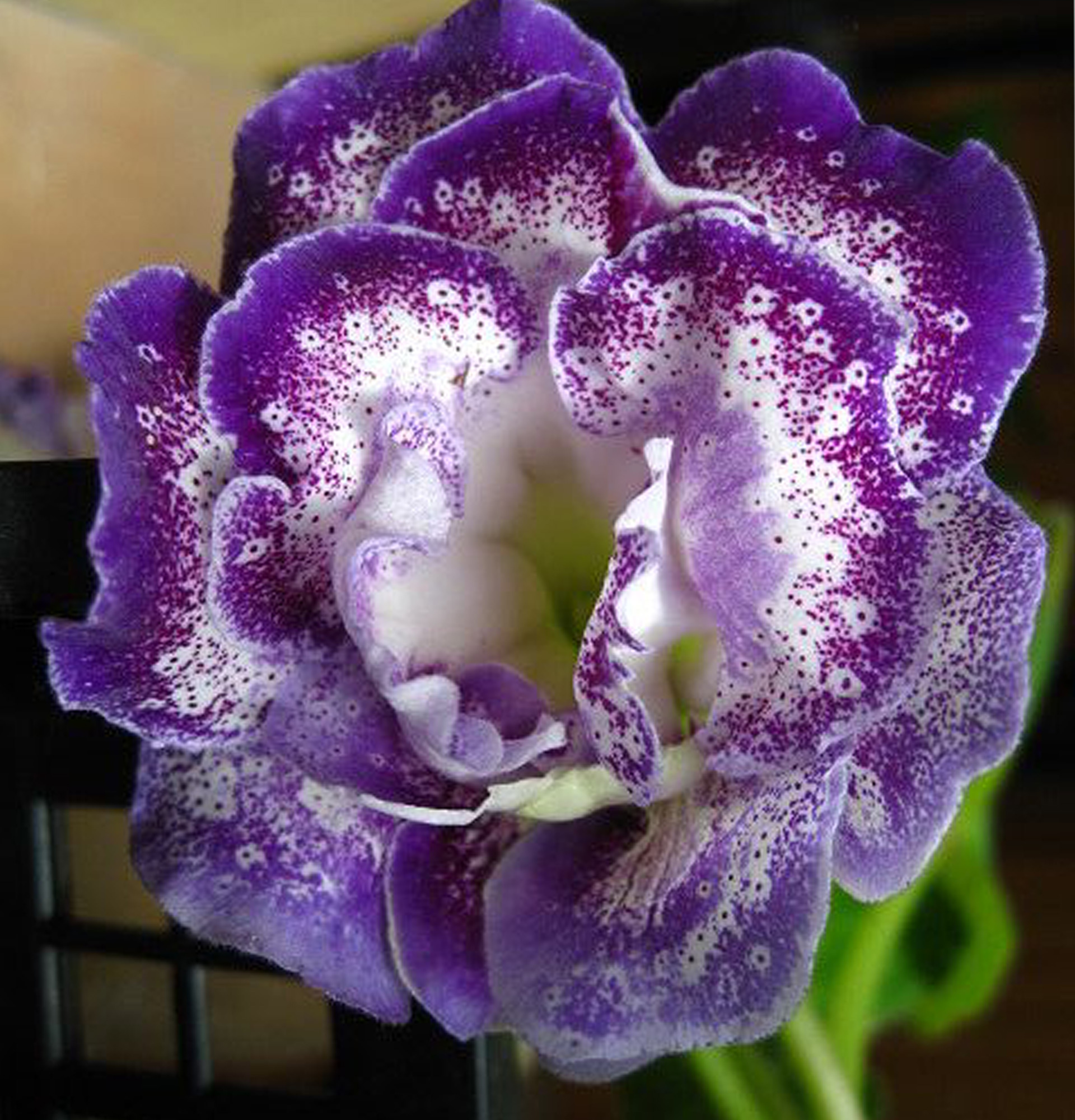 Глоксиния Шаганэ фото - Синнингия фиолетовая