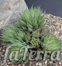 Хавортія трав'яниста (Haworthia Herbacea) фото 