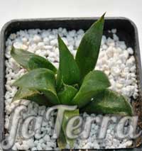 Хавортія притуплена (Haworthia retusa) фото