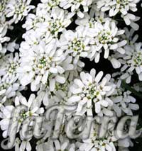 Иберис вечнозеленый - цветок стенник многолетний