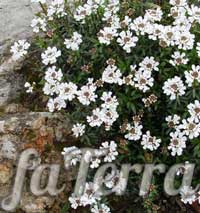 Иберис скалистый - домашнее растение