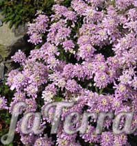 Иберис крымский - домашний цветок