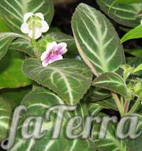 Колерия Линдена фото - цветок изолома