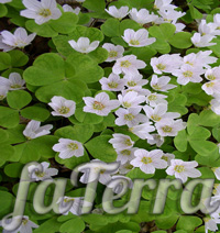 Oxalis ordinary - photo - oxalis care