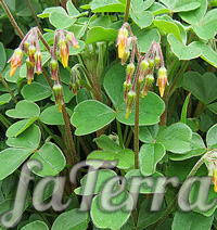 Knollen Oxalis - Foto Indoor-Blume Oxalis