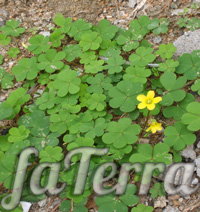 Кислиця ріжкова (Oxalis corniculata) - фото вазон оксаліс