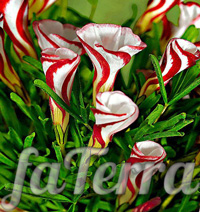 Flowerpot oxalis - photo - Oxalis variegated