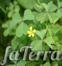 Oxalis flower - photo Oxalis straight