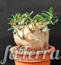 Пахіподіум сукулентний (Pachypodium succulentum)