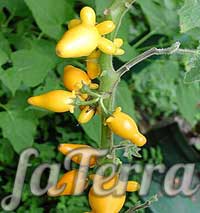 Паслін сосочковий (Solanum mammosum)