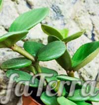 Пеперомия круглолистная - фото травянистых растений семейства Перцевые