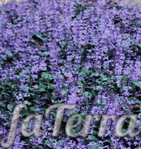 Плектрантус "Мона Лавендер" фото (Plectranthus Mona Lavender)