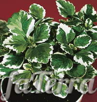 Плектрантус вариегатный - фото цветка петушиная шпора