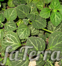 Плектрантус Эртендаля - фото растение шведский плющ