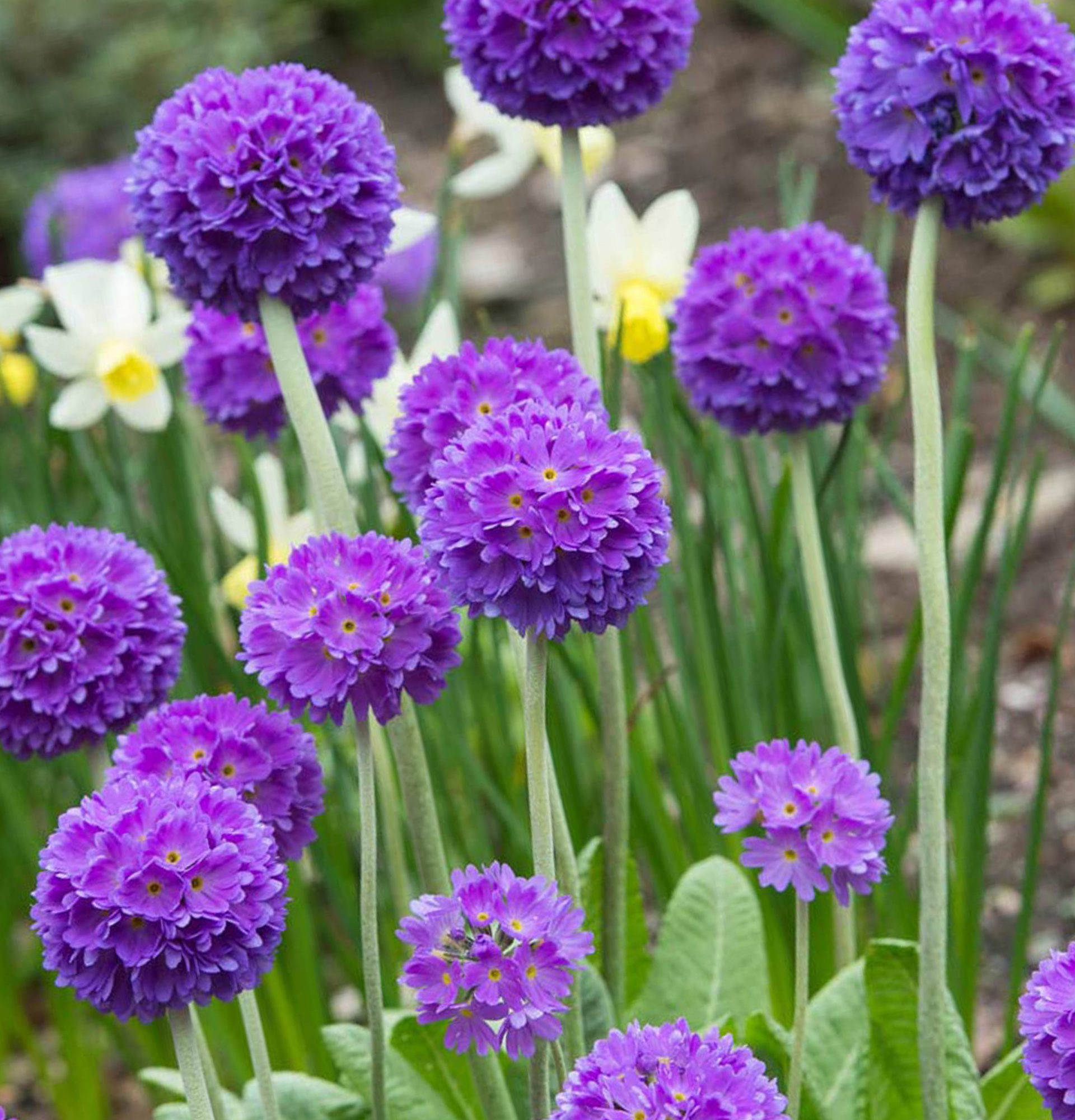 Primula finely toothed photo - rams