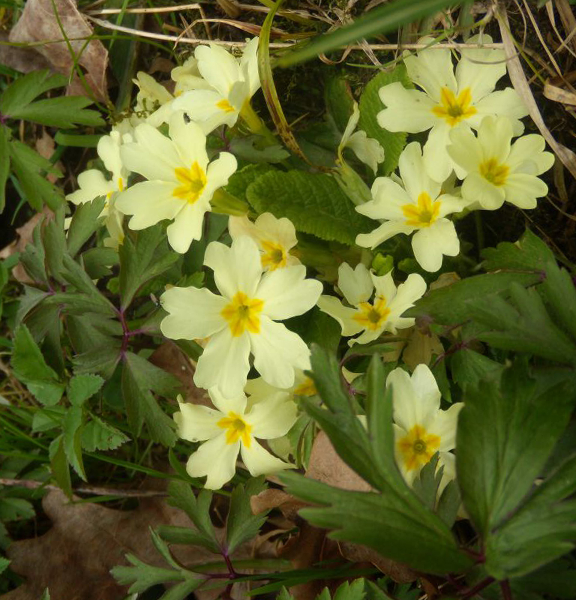 Zdjęcie Primula acaulis - żółte klucze
