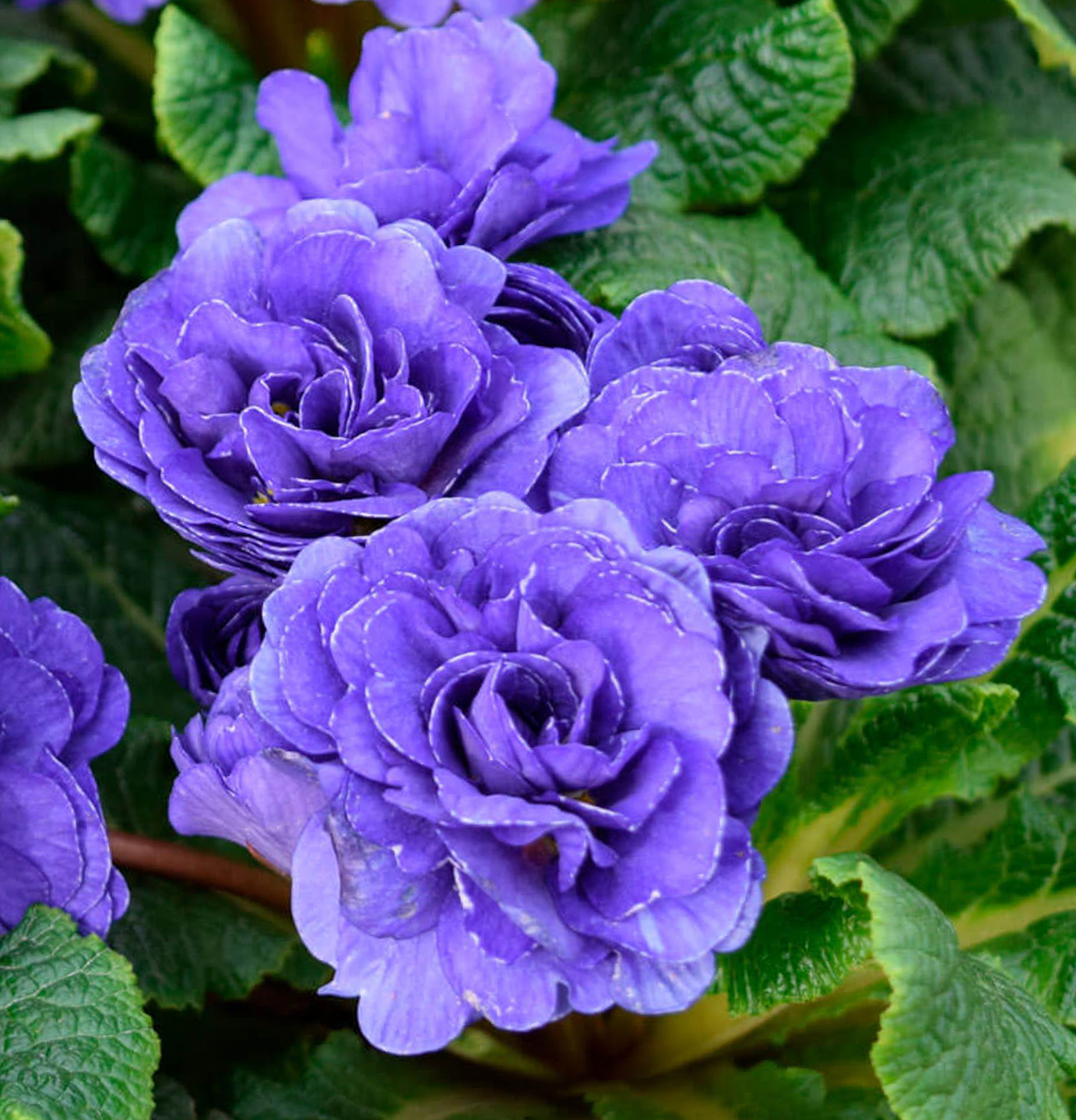 Примула Беларина фото - первоцвет фиолетовый