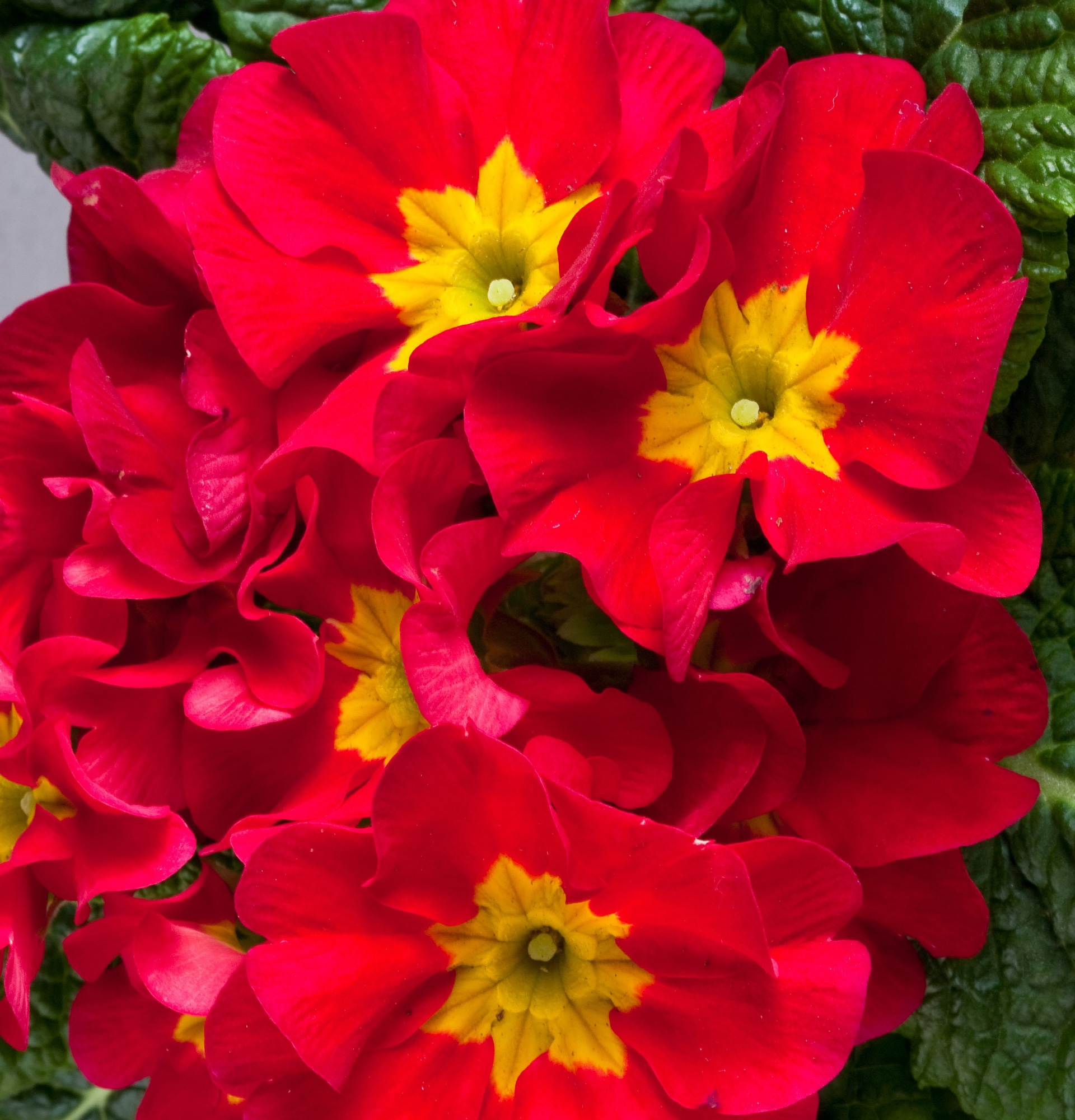 Primula Danova photo - red primrose
