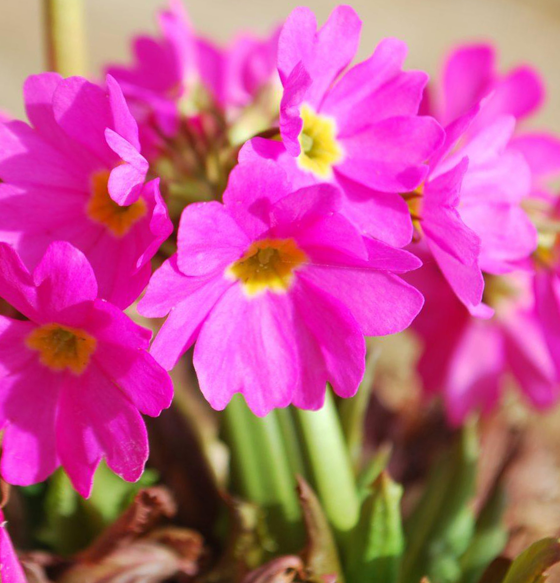 Примула рожева фото - баранчики (Primula rozea)