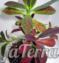 Комнатное растение Синадениум Рубра - Фатерра
