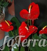 Антуріум Андре фото - вазон хвіст (Anthurium andreanum)