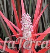 Бромелія Серра фото (Bromelia serra)