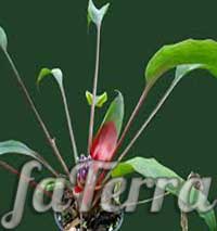Комнатное растение - Бромелия скарлатина