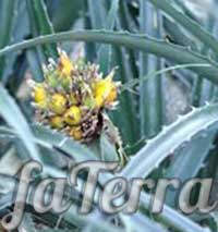 Рослина Бромелія альта фото (Bromelia alta)