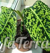 диффенбахия рефлектор фото - растение мужегон