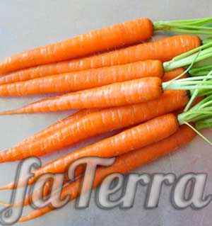 какие витамины в моркови - фото 