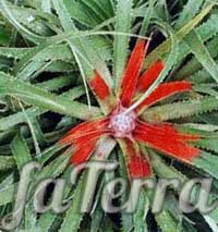 Растение Фасикулярия двуцветная (Fascicularia bicolor)