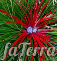 Квітка Фасікулярія андська (Fascicularia andina)