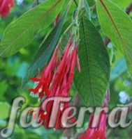 Фуксия боливийская (Fuchsia boliviana Carriere)