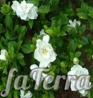Гардения обильноцветная фото (Gardenia Florida)