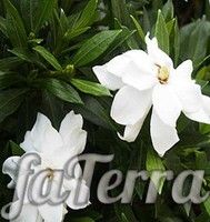 Гарденія радіканс (Gardenia Radicans)