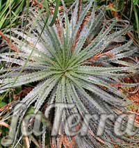 Растение Гехтия серебристая фото - хетия