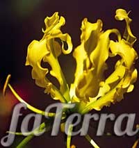 Глориоза желтая - комнатная лилия