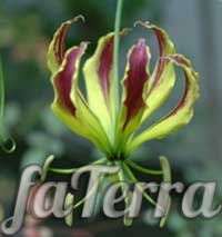 Растение Глориоза Карсона - лилия пламени