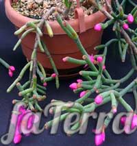 Хатиора Гермина фото - цветущий кактус эпифит