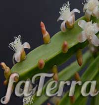 Хатиора пятикрылая - кактус танцующих костей