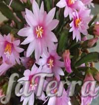 Хитиора розовая - фото цветок мужские слезы