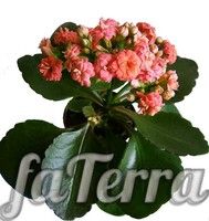 Kalanchoe blossomfelda photo - flowering plants