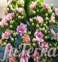 Каланхоэ каландива фото - розовые цветы 