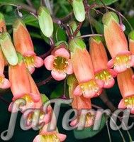 Kalanchoe mangina photo - flowering