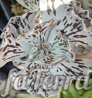 Kalanhoe marble photo - interesting Kalanchoe