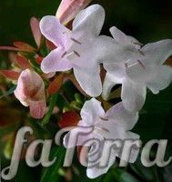 Абелия крупноцветковая фото - Фатерра